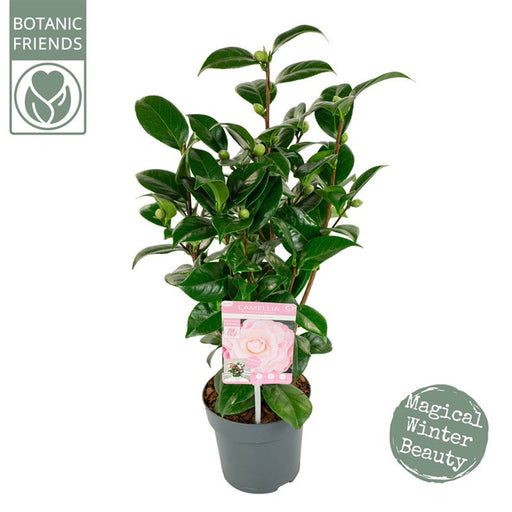 Camellia | Camellia japonica 'Nuccio’s Cameo' (1.5 Litre) — supplier photograph