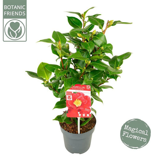 Camellia | Camellia japonica 'Dr. King' (1.5 Litre) — supplier photograph