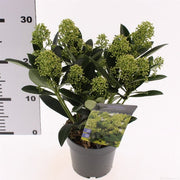 Japanese Skimmia | Skimmia japonica 'Finchy' (13 cm Pot) — supplier photograph