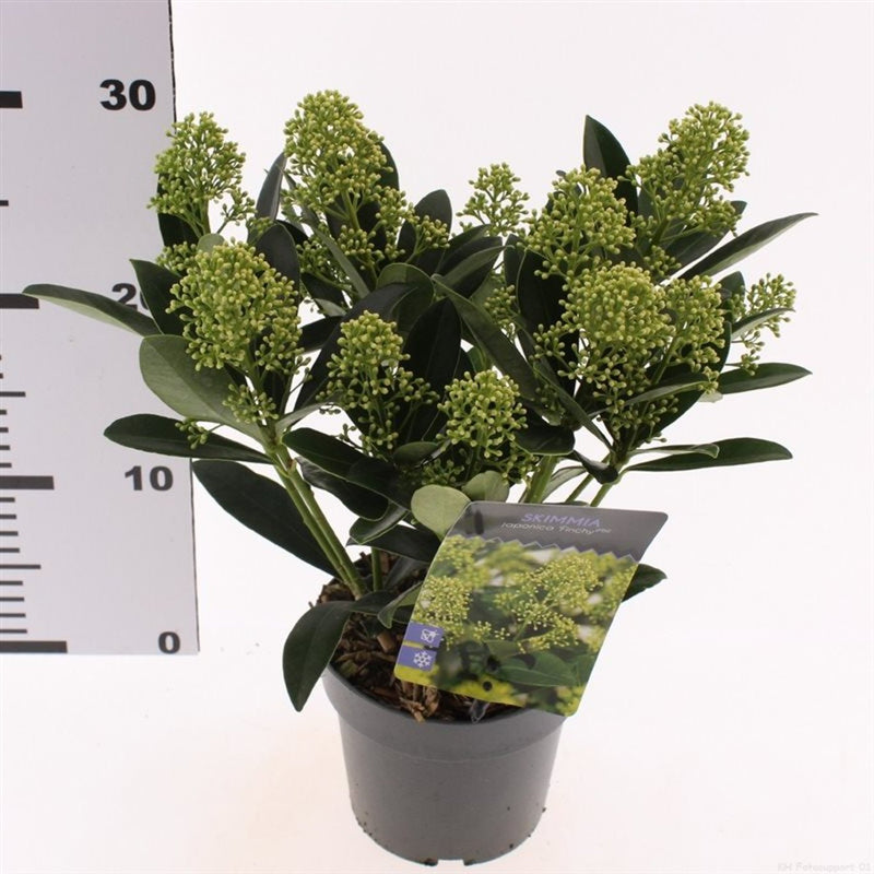 Japanese Skimmia | Skimmia japonica 'Finchy' (13 cm Pot) — supplier photograph