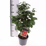 Camellia | Camellia japonica 'Lady Campbell' (1.5 Litre) — supplier photograph