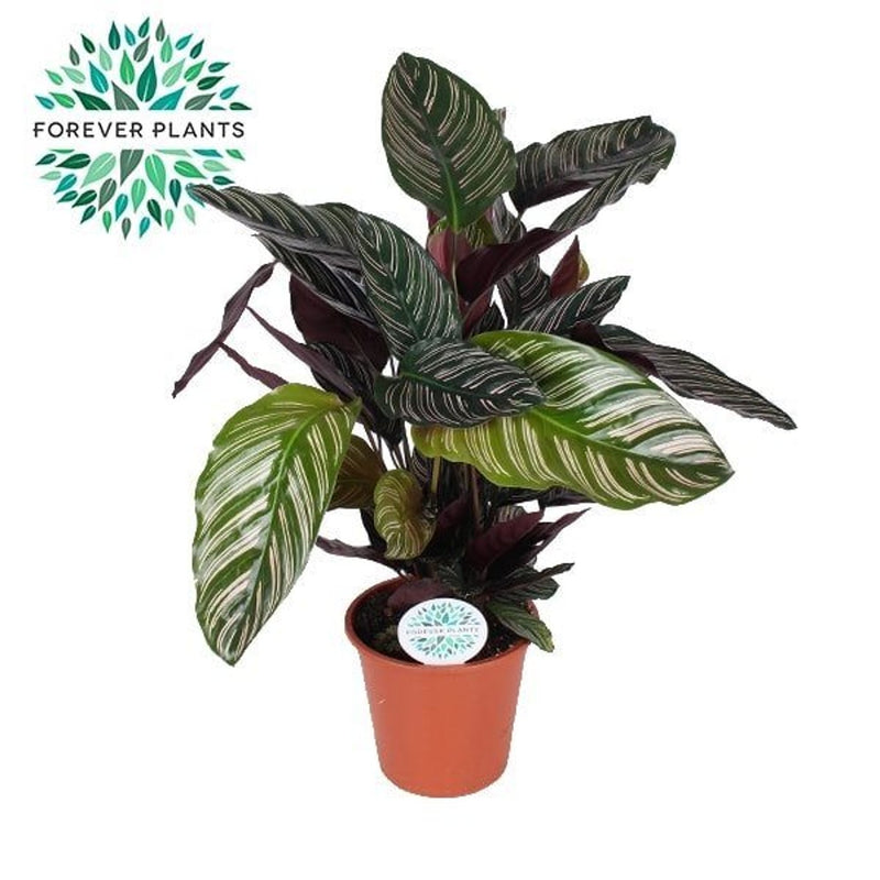 Pinstripe Calathea | Calathea ornata (17 cm Pot) — supplier photograph