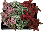 Polka Dot Plant Mix | Hypoestes phyllostachya (6 cm Pot) — supplier photograph