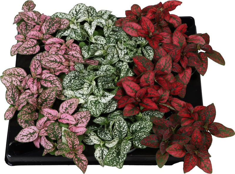 Polka Dot Plant Mix | Hypoestes phyllostachya (6 cm Pot) — supplier photograph