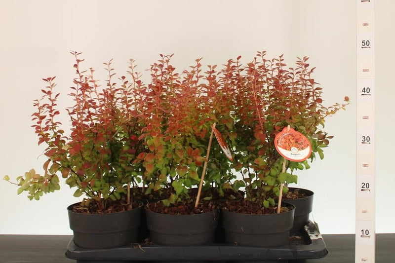 Japanese Barberry | Berberis thunbergii 'Orange Ice' (2 Litre) — supplier photograph