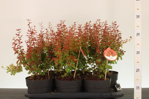 Japanese Barberry | Berberis thunbergii 'Orange Ice' (2 Litre) — supplier photograph
