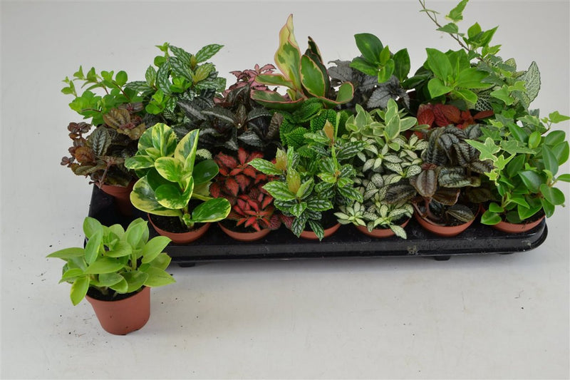 Mini Foliage Plant Mix | Fittonia, Peperomia or Pilea (8.5 cm Pot) — supplier photograph