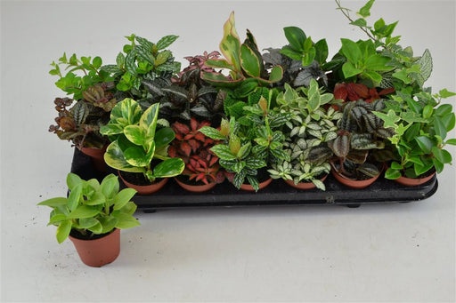 Mini Foliage Plant Mix | Fittonia, Peperomia or Pilea (8.5 cm Pot) — supplier photograph