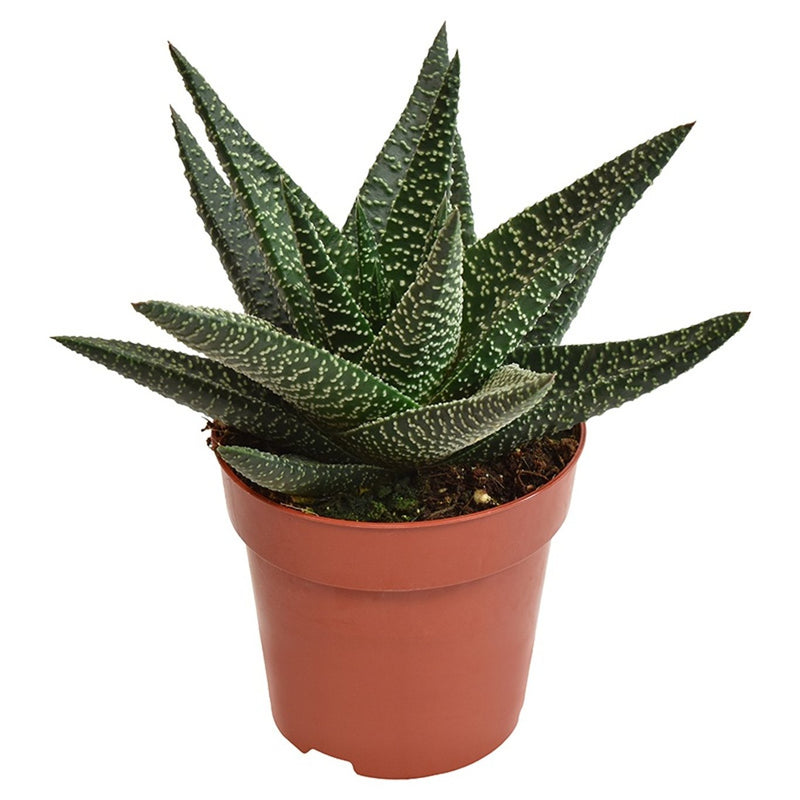 Hybrid Succulent | Gasterhaworthia 'Royal Highness' (8.5 cm Pot) — supplier photograph