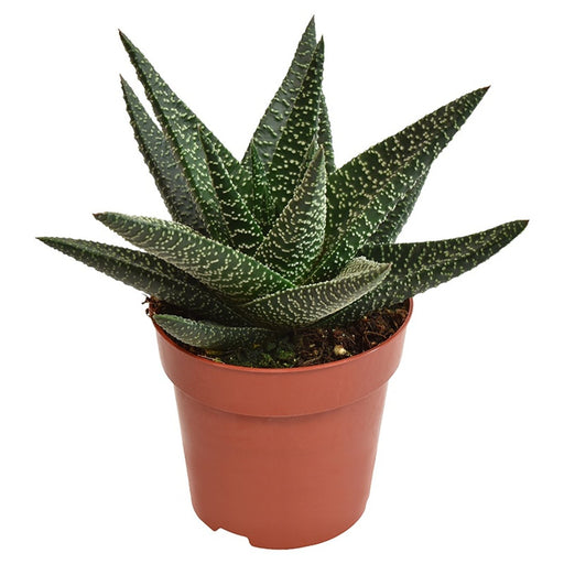 Hybrid Succulent | Gasterhaworthia 'Royal Highness' (8.5 cm Pot) — supplier photograph