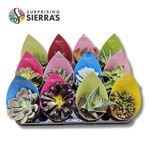 Succulent Mix | Assorted Species (8.5 cm Pot with Cover) — supplier photograph