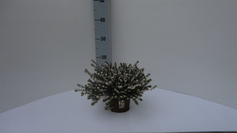 Winter Heather | Erica × darleyensis 'White Perfection' (12 cm Pot) — representative supplier photo; pot size may differ