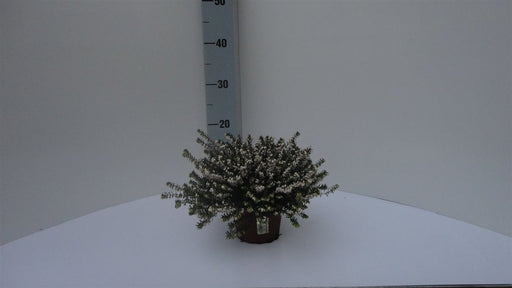 Winter Heather | Erica × darleyensis 'White Perfection' (12 cm Pot) — representative supplier photo; pot size may differ