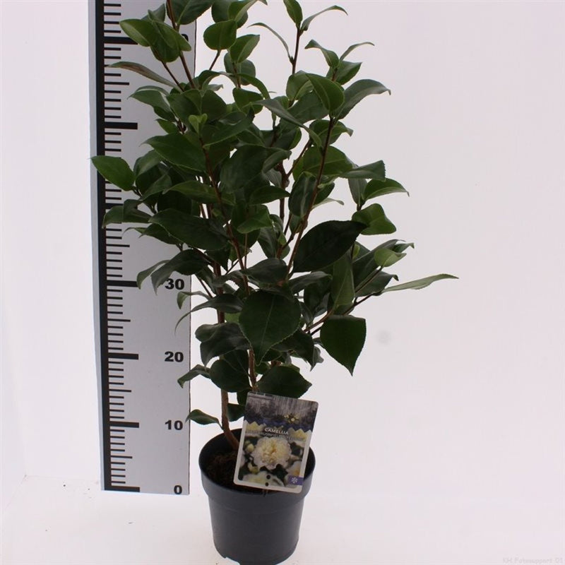 Camellia | Camellia japonica 'Brushfield’s Yellow' (1.5 Litre) — supplier photograph