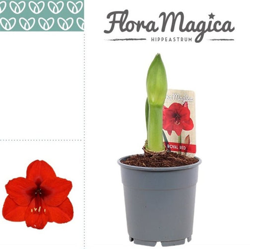 Amaryllis | Hippeastrum 'Royal Red' (12 cm Pot, 1 Bud) — supplier photograph