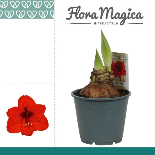 Amaryllis | Hippeastrum 'Royal Red' (12 cm Pot, 2 Buds) — representative supplier photo; pot size may differ