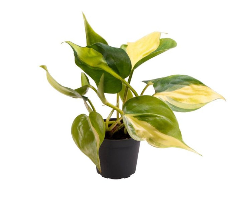 Heartleaf Philodendron | Philodendron hederaceum 'Brasil' (6 cm Pot) — supplier photograph