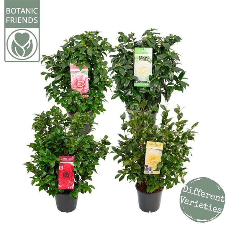 Camellia Mix | Camellia (6.5 Litre, 60–80 cm) — supplier photograph