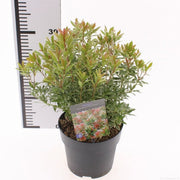 Lily-of-the-Valley Shrub | Pieris japonica 'Little Heath' (2 Litre) — supplier photograph