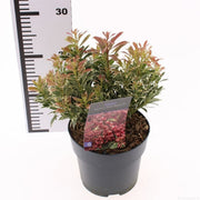 Lily-of-the-Valley Shrub | Pieris japonica 'Polar Passion' (2 Litre) — supplier photograph