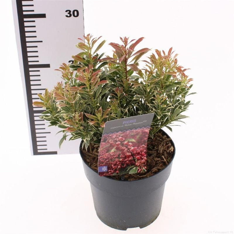 Lily-of-the-Valley Shrub | Pieris japonica 'Polar Passion' (2 Litre) — supplier photograph