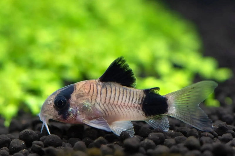 Panda Corydoras Fish TB