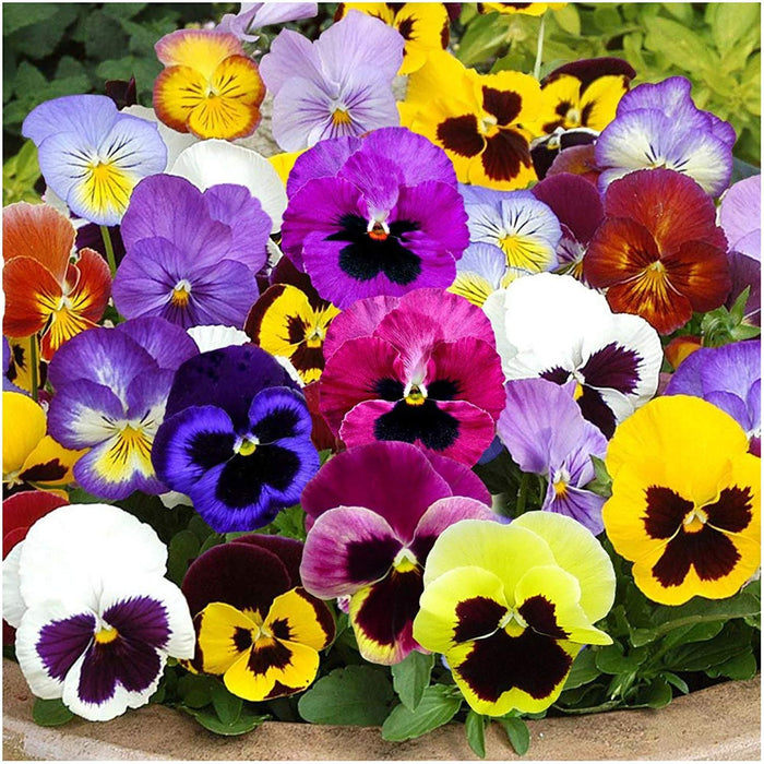 Pansy 6 Pack Mixed Colours