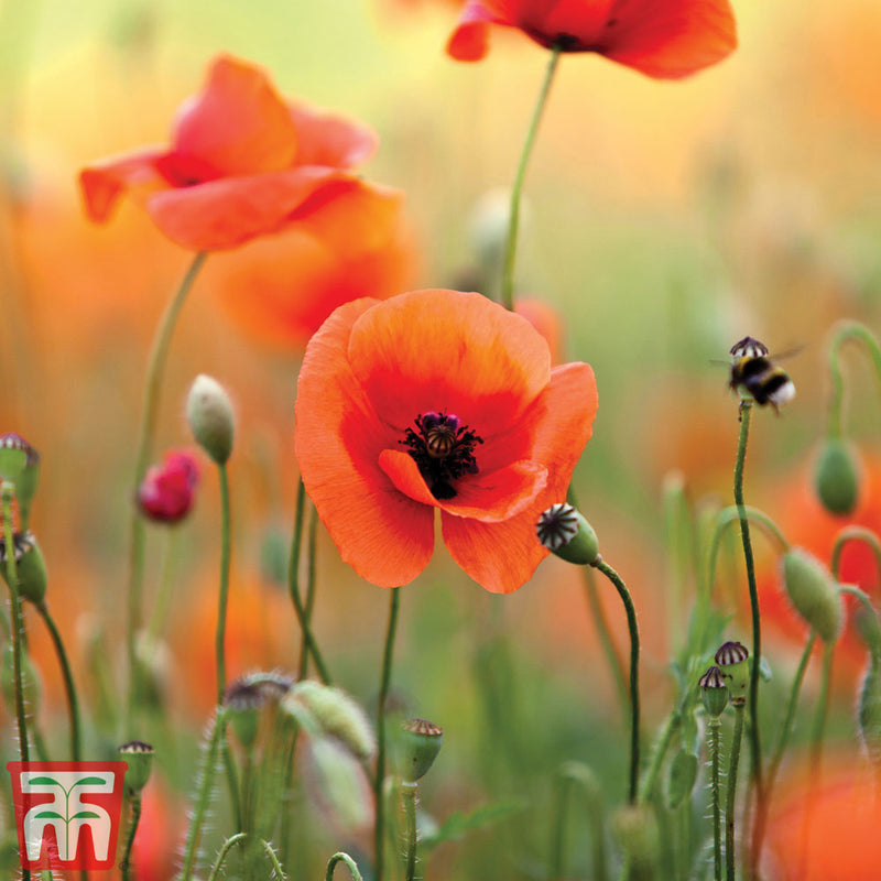 Poppy (Wild) - Kew Pollination