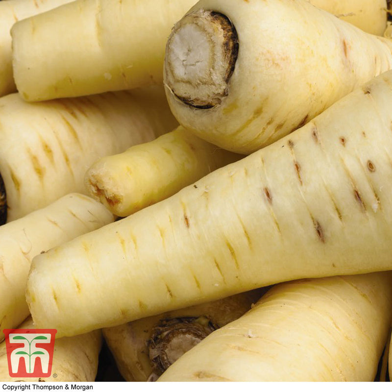 Parsnip 'White Gem'
