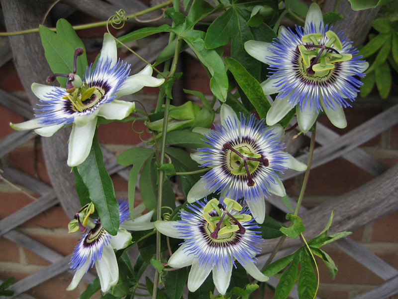 Passiflora 'Damsel's Delight'