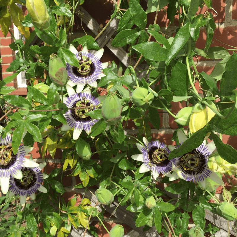 Passiflora 'Damsel's Delight'