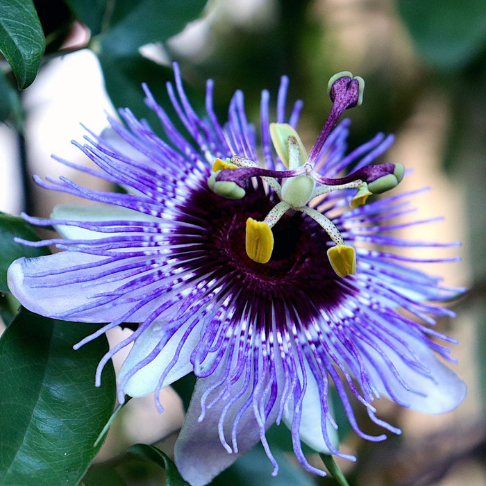 Passiflora 'Purple Haze' (2.25 Litre) — Newlands Garden Centre