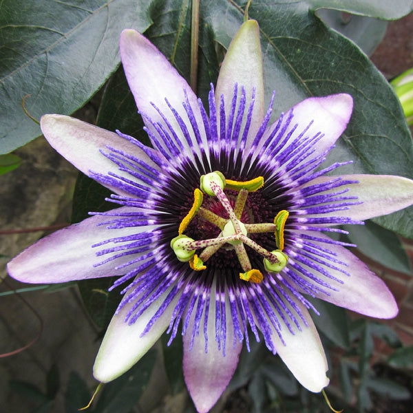 Passiflora 'Damsel's Delight'