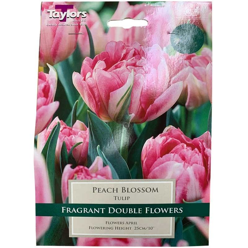 Tulip Peach Blossom (6 pack)