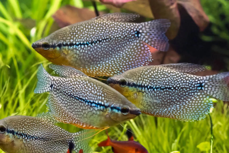 Pearl Gourami Medium Large