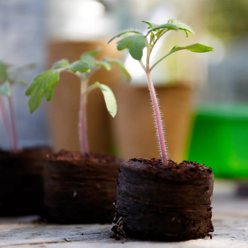 Gro-Sure Peat Free Compost Growing Discs