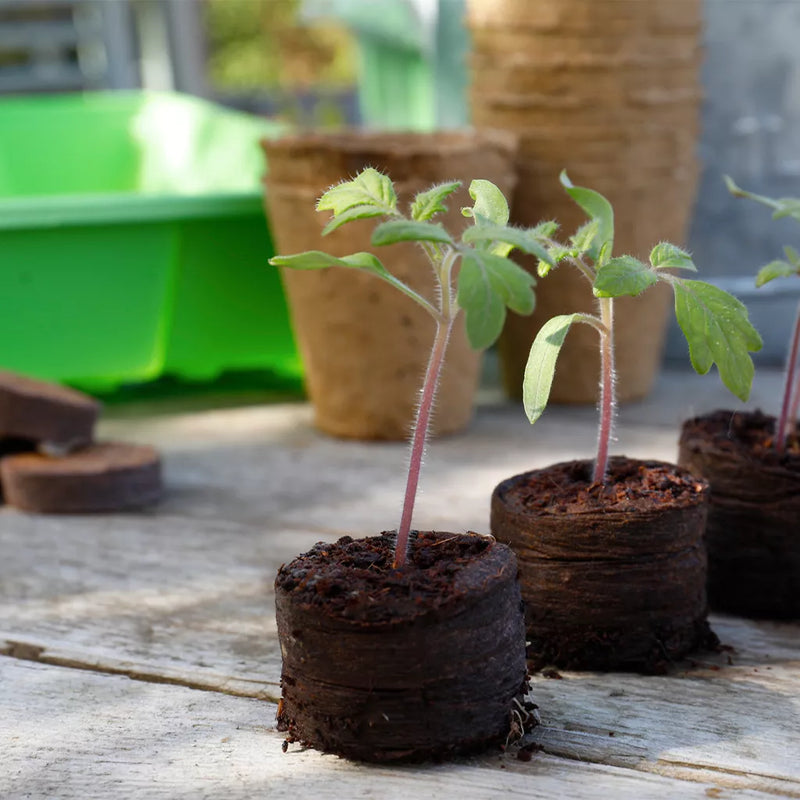 Gro-Sure Peat Free Compost Growing Discs