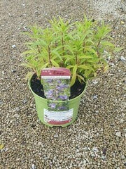 Penstemon 'Lady Hamilton' with rose-pink tubular flowers and pale throats