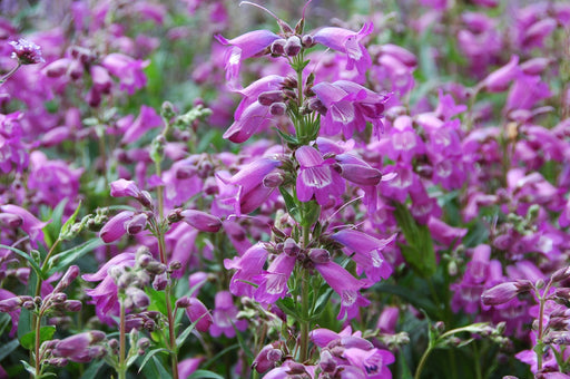 Penstemon 'Sour Grapes' with magenta-blue tubular flowers
