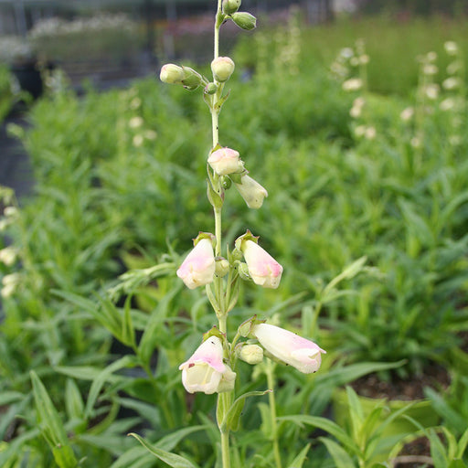 Penstemon 'White Bedder' with white tubular flowers