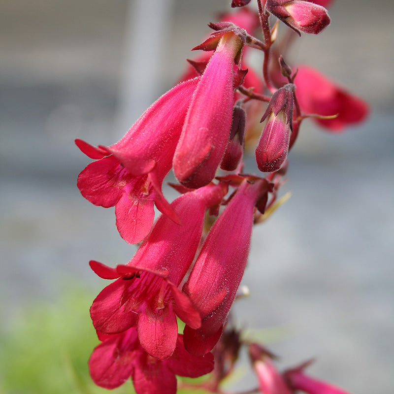 Penstemon 'Garnet'