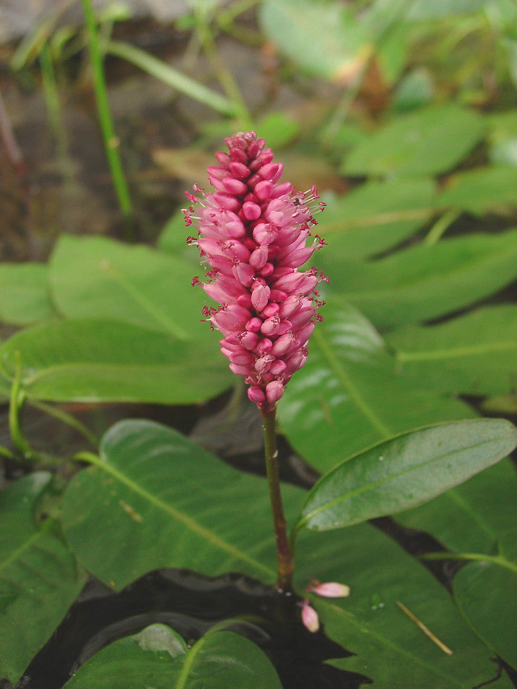 Persicaria amphibia P9