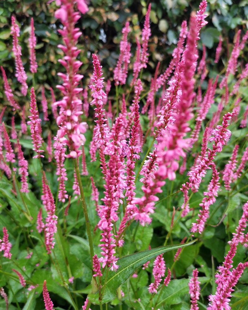 Persicaria 'Flamingo Feathers' with airy rose-pink flower spikes
