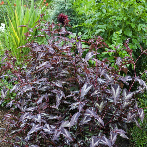 Persicaria 'Red Dragon' showing dark red-purple foliage with silvery markings