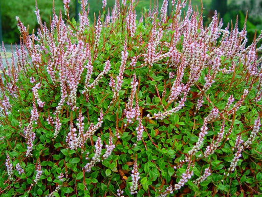 Persicaria vacciniifolia with masses of slender pale pink flower spikes