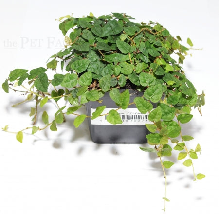 Colombian Ficus | Ficus sp. 'Colombia' – The Pet Factory terrarium plant