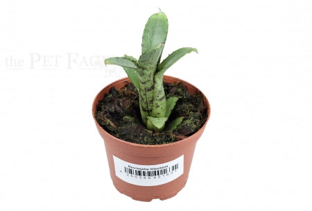Akeso Miniature Bromeliad | Neoregelia lilliputiana 'Akeso' – pesticide-free terrarium plant