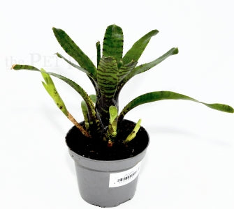 Compact Bromeliad | Neoregelia compacta – pesticide-free terrarium plant