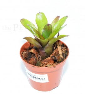 Mephisto Bromeliad | Neoregelia 'Mephisto' – The Pet Factory terrarium plant