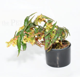 Spotted Begonia | Begonia amphioxus – The Pet Factory terrarium plant